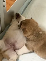 Shaggy, a male Shiba Inu for sale in Charles City, VA – 5 of 6