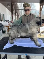 Dina, a female Grand Bleu De Gascogne for sale in Chicago, IL – Photo 1 of 2