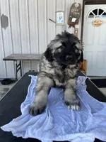 Ursu, a  Grand Bleu De Gascogne for sale in Chicago, IL – Photo 2 of 2