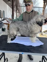 Lora, a female Grand Bleu De Gascogne for sale in Chicago, IL – Photo 1 of 2