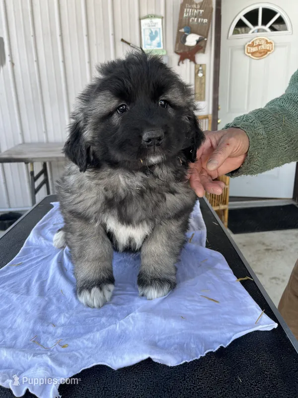 Cezar, a male Great Pyrenees for sale in Chicago, IL – Photo 1 of 1