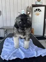 Goliad, a male Greyhound for sale in Chicago, IL – Photo 2 of 2