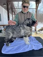 Goliad, a male Greyhound for sale in Chicago, IL – Photo 1 of 2