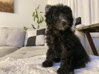 Luke, a male Poodle - Miniature  for sale in Seattle, WA – Photo 3 of 6
