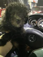 Luke, a male Poodle - Miniature  for sale in Seattle, WA – Photo 2 of 6