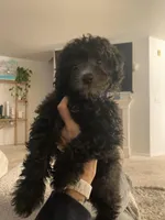 Luke, a male Poodle - Miniature  for sale in Seattle, WA – Photo 1 of 6