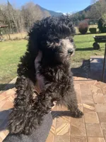 Luke, a male Poodle - Miniature  for sale in Seattle, WA – Photo 4 of 6
