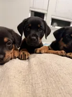 Mr Black , a male German Shepherd Dog and Rottweiler for sale in Gulfport, MS – 6 of 7