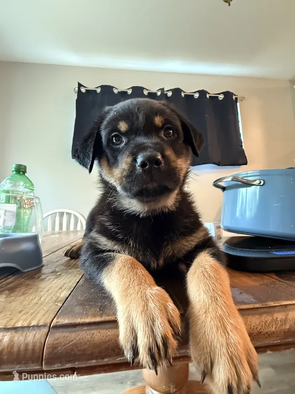 Walter – German Shepherd Dog, Rottweiler puppy for sale in Gulfport, MS