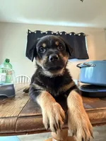 Walter, a male German Shepherd Dog and Rottweiler for sale in Gulfport, MS – 1 of 3
