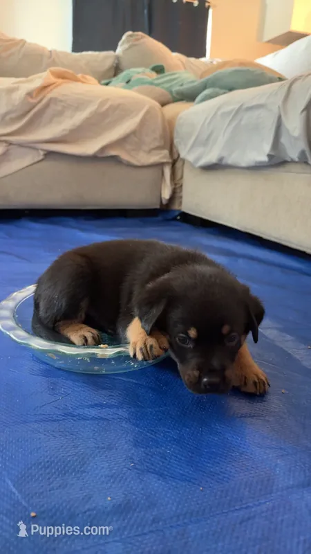Mr Black  – German Shepherd Dog, Rottweiler puppy for sale in Gulfport, MS