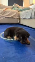 Mr Black , a male German Shepherd Dog and Rottweiler for sale in Gulfport, MS – 1 of 7
