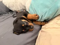 Walter, a male German Shepherd Dog and Rottweiler for sale in Gulfport, MS – 3 of 3