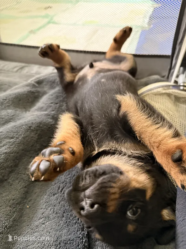 Mr – German Shepherd Dog, Rottweiler puppy for sale in Gulfport, MS