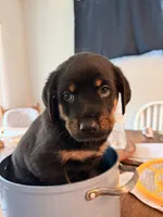 Daisy, a female German Shepherd Dog and Rottweiler for sale in Gulfport, MS – 1 of 3
