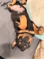 Walter, a male German Shepherd Dog and Rottweiler for sale in Gulfport, MS – 2 of 3