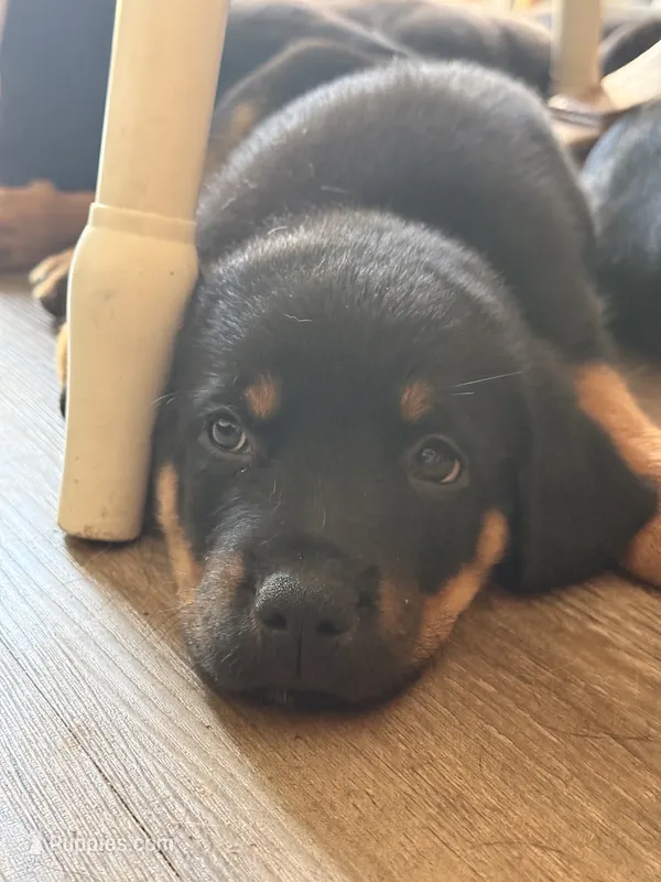 Mr Chomp – German Shepherd Dog, Rottweiler puppy for sale in Gulfport, MS