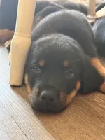 Mr Chomp, a male German Shepherd Dog and Rottweiler for sale in Gulfport, MS – 1 of 4