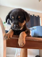 Oscar, a male German Shepherd Dog and Rottweiler for sale in Gulfport, MS – 3 of 4