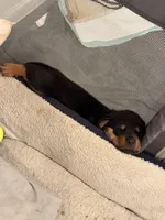 Daisy, a female German Shepherd Dog and Rottweiler for sale in Gulfport, MS – 3 of 3