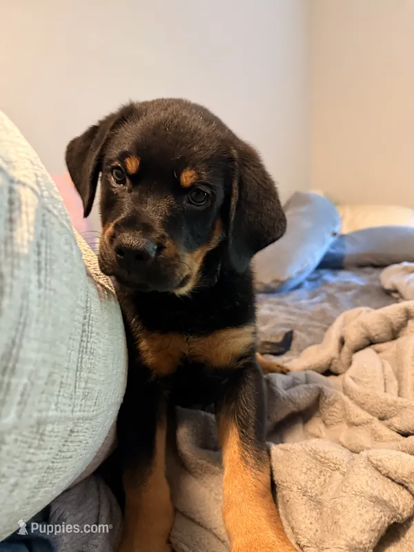 Mr Chomp – German Shepherd Dog, Rottweiler puppy for sale in Gulfport, MS