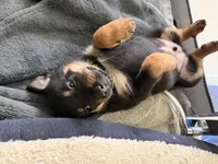 Oscar, a male German Shepherd Dog and Rottweiler for sale in Gulfport, MS – 4 of 4