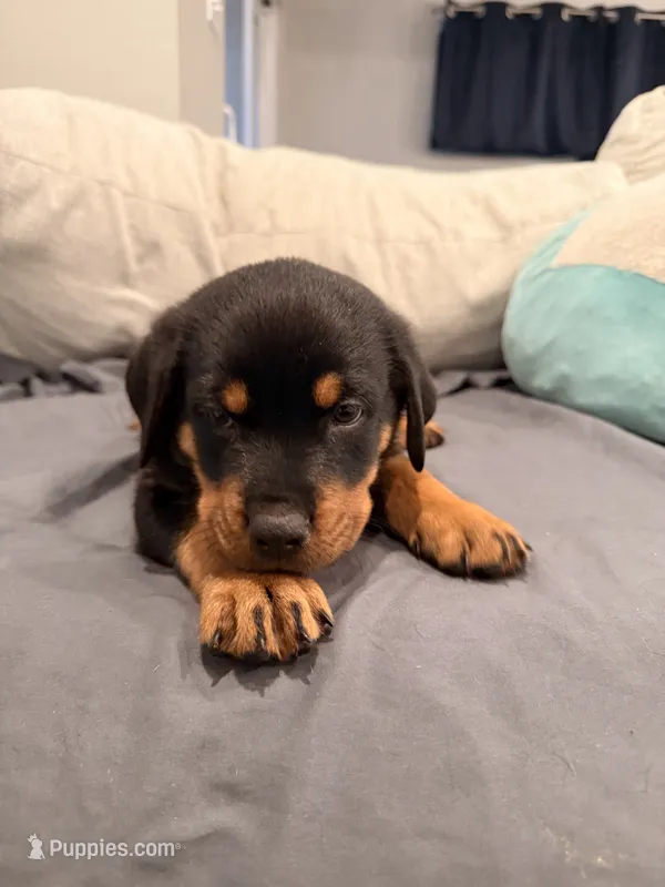 Oscar – German Shepherd Dog, Rottweiler puppy for sale in Gulfport, MS