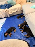 Mr Black , a male German Shepherd Dog and Rottweiler for sale in Gulfport, MS – 4 of 7