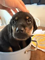 Daisy, a female German Shepherd Dog and Rottweiler for sale in Gulfport, MS – 2 of 3