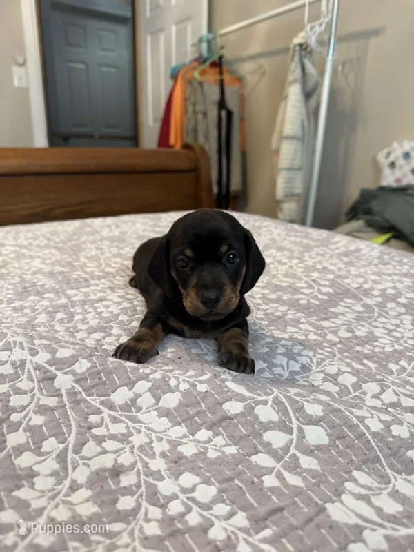Archie – Miniature Dachshund puppy for sale in Spencer, IN