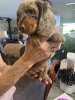 Roody, a male Miniature Dachshund for sale in Spencer, IN – 2 of 5