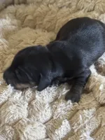 Archie, a male Miniature Dachshund for sale in Spencer, IN – 2 of 2