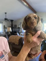 Roody, a male Miniature Dachshund for sale in Spencer, IN – 1 of 5