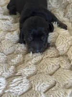 Archie, a male Miniature Dachshund for sale in Spencer, IN – 1 of 2