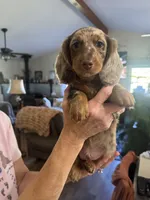 Roody, a male Miniature Dachshund for sale in Spencer, IN – 5 of 5