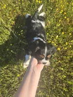 Dude, a male Cavalier King Charles Spaniel for sale in Chico, CA – Photo 2 of 3