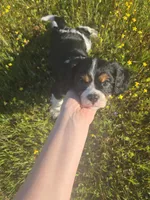 Dude, a male Cavalier King Charles Spaniel for sale in Chico, CA – Photo 1 of 3