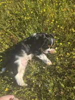 Dude, a male Cavalier King Charles Spaniel for sale in Chico, CA – Photo 3 of 3