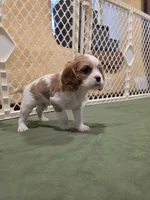 Charlie, a male Cavalier King Charles Spaniel for sale in Chico, CA – 2 of 3