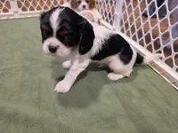 Sir Gary, a male Cavalier King Charles Spaniel for sale in Chico, CA – 3 of 3