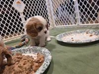 Charlie, a male Cavalier King Charles Spaniel for sale in Chico, CA – 3 of 3