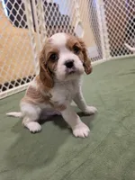 Charlie, a male Cavalier King Charles Spaniel for sale in Chico, CA – 1 of 3
