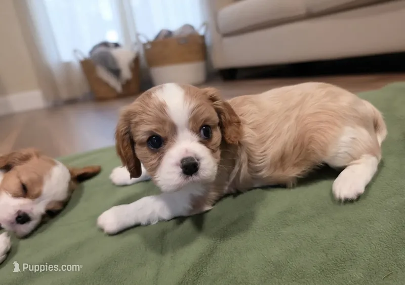 Fluff – Cavalier King Charles Spaniel puppy for sale in Chico, CA