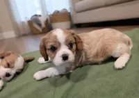 Fluff, a male Cavalier King Charles Spaniel for sale in Chico, CA – 1 of 3