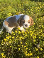 Peanut, a male Cavalier King Charles Spaniel for sale in Chico, CA – Photo 1 of 3