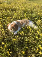 Peanut, a male Cavalier King Charles Spaniel for sale in Chico, CA – Photo 3 of 3