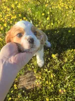 Peanut, a male Cavalier King Charles Spaniel for sale in Chico, CA – Photo 2 of 3