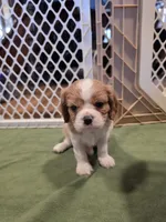 Fluff, a male Cavalier King Charles Spaniel for sale in Chico, CA – 2 of 3