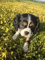 Jelly, a female Cavalier King Charles Spaniel for sale in Chico, CA – Photo 1 of 3