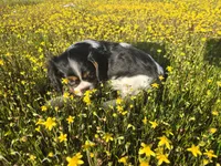 Jelly, a female Cavalier King Charles Spaniel for sale in Chico, CA – Photo 3 of 3